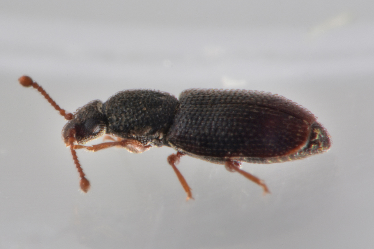 Monotomidae: Monotoma brevicollis